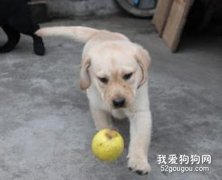 如何吸引狗對你的注意力？