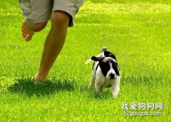 怎樣訓練你的狗狗“如影隨形”？