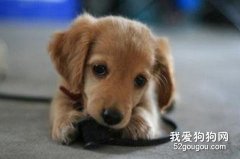 狗為什么亂啃以及如何應對