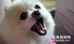 狗狗亂叫的諸多原因