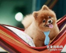 調教你的愛犬不隨地大小便