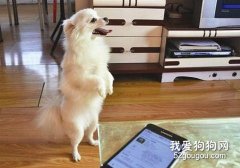 讓你的狗狗學會站立