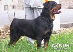 羅威納養護要點