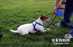 訓練讓狗“趴下”“別動”