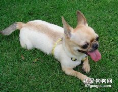 訓練狗狗聽話休息