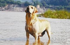 如何將你的狗狗培育成搜救犬？