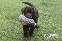 犬類聲響的適應性訓練