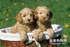 養幼犬喜歡睡在睡籃的方法