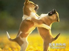 狗狗打架時如何“拉架”