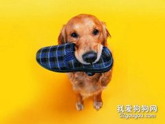 訓練狗狗順從聽話
