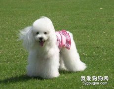 貴賓犬的養護知識