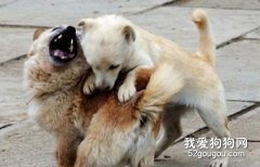 如何避免狗狗見面打架