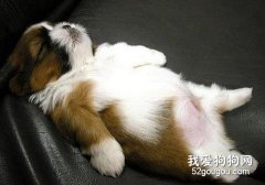 千萬別讓狗狗吃的太撐