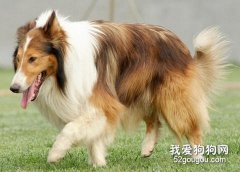 體現蘇牧紳士風度的五種教養