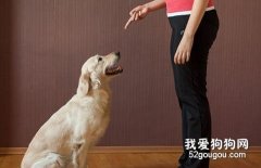 訓練狗狗要科學