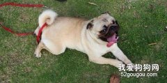訓練自己的愛犬看家