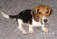 犬類環境的適應性訓練