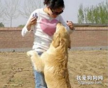 莫讓狗狗養成撲人習慣