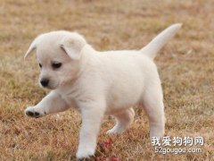季節與狗狗養護