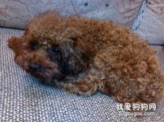 寵物的家庭用品中毒和急救