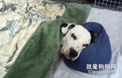 如何看護重癥寵物