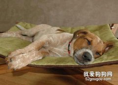 為愛犬構建舒適的睡眠環境