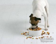 狗糧能先泡軟了再吃嗎？