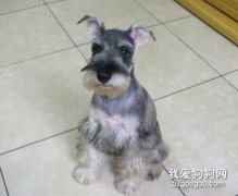 雪納瑞的養護