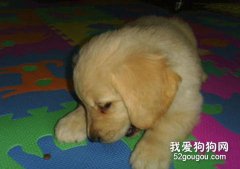 喂寵物吃肝臟是不明智的做法