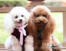 家庭喂養多只寵物時的應對措施