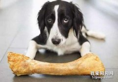 怎么給狗狗選擇狗咬膠