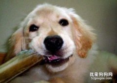 挑選狗咬膠的三個方法