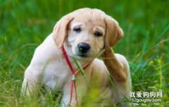 如何去除狗狗身上的螨蟲？