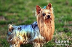 喂養約克夏的注意事項有哪些?
