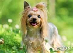 約克夏犬的優缺點分別是什么