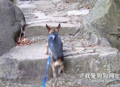 帶吉娃娃爬山需要做好準備