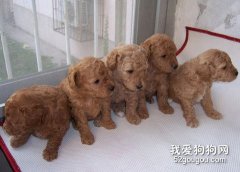 貴賓幼犬的飲食管理方法