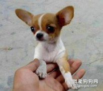 怎樣解決吉娃娃“怕生”的問題？
