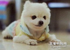 怎樣防止博美幼犬晚上吠叫？