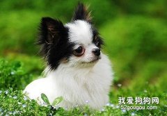 長毛吉娃娃和光毛吉娃娃的被毛養護