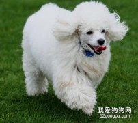 貴賓的運動管理法則