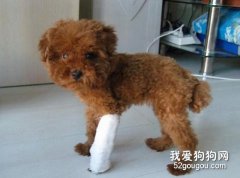 貴賓常見急救措施