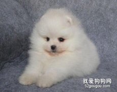 博美疲勞時的表現