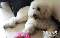 做到預防狗狗腹瀉的四個基本點