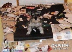 如何解決狗狗亂咬的重大問題