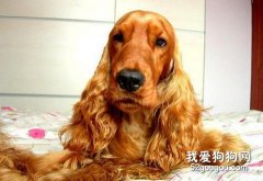 英卡的美容養護辦法