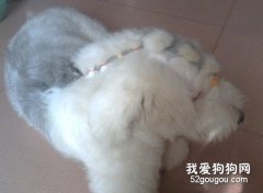 英國古代牧羊犬美容