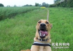 怎樣讓狗狗乖乖拍照？