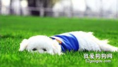 訓練狗狗不再暈車的方法