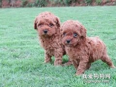 貴賓的飼養管理方法